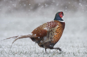 The Chinese ringneck pheasant is the state bird of South Dakota. Photo courtesy of Shutterstock
