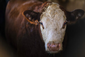The Cattle Contracts Library is meant to log basic information on the prices paid for cattle by the nation’s four major processing conglomerates. USDA photo