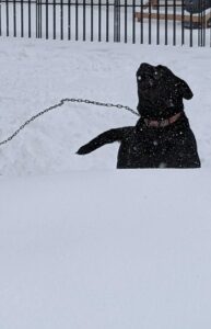 A dog frolics in the snow in Aberdeen on Tuesday, April 3, 2023. No travel is advised across the region. Aberdeen Insider photo by Scott Waltman