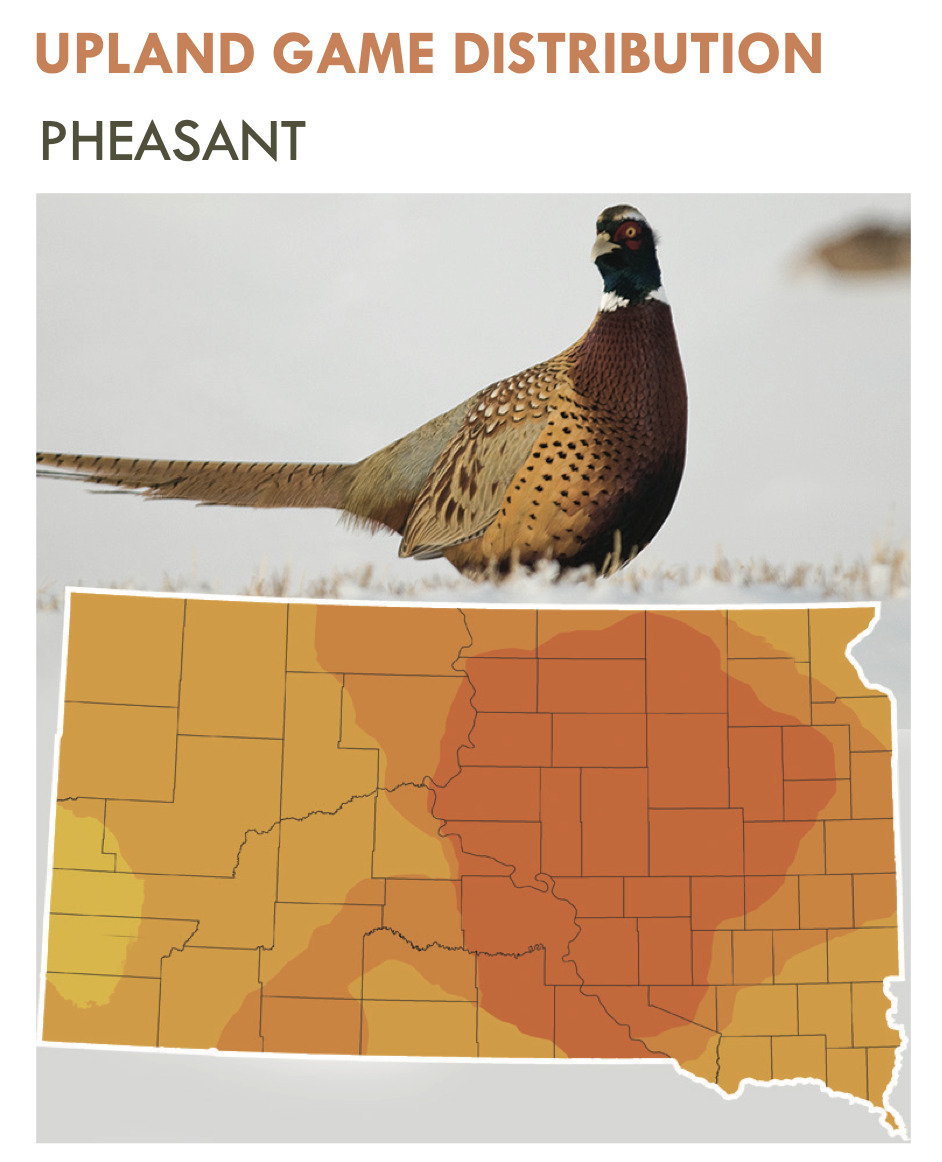 This South Dakota Department of Game, Fish and Parks map shows pheasant distribution in South Dakota for 2023.