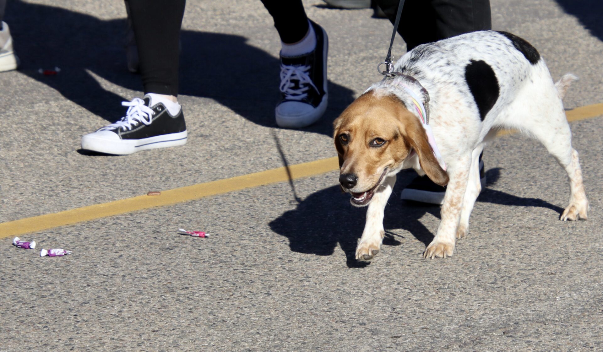 Northern State's homecoming parade on Saturday, Oct 7 wasn't all bands, Wolves and Elvis impersonators. A couple of dogs made their way down Main Street, too.