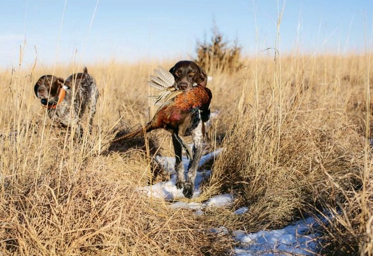 The opening day of South Dakota's 2023 traditional pheasant hunting season is Saturday, Oct. 21. Photo courtesy of Travel South Dakota