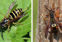 Wasp activity is more noticeable in the late summer and fall months. Courtesy photo.