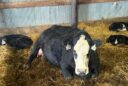 This 8-year-old heifer gave birth to a rare set of triplet calves on April 3 at the Mike and Tracy Cutler farm near Aberdeen. Courtesy photo.